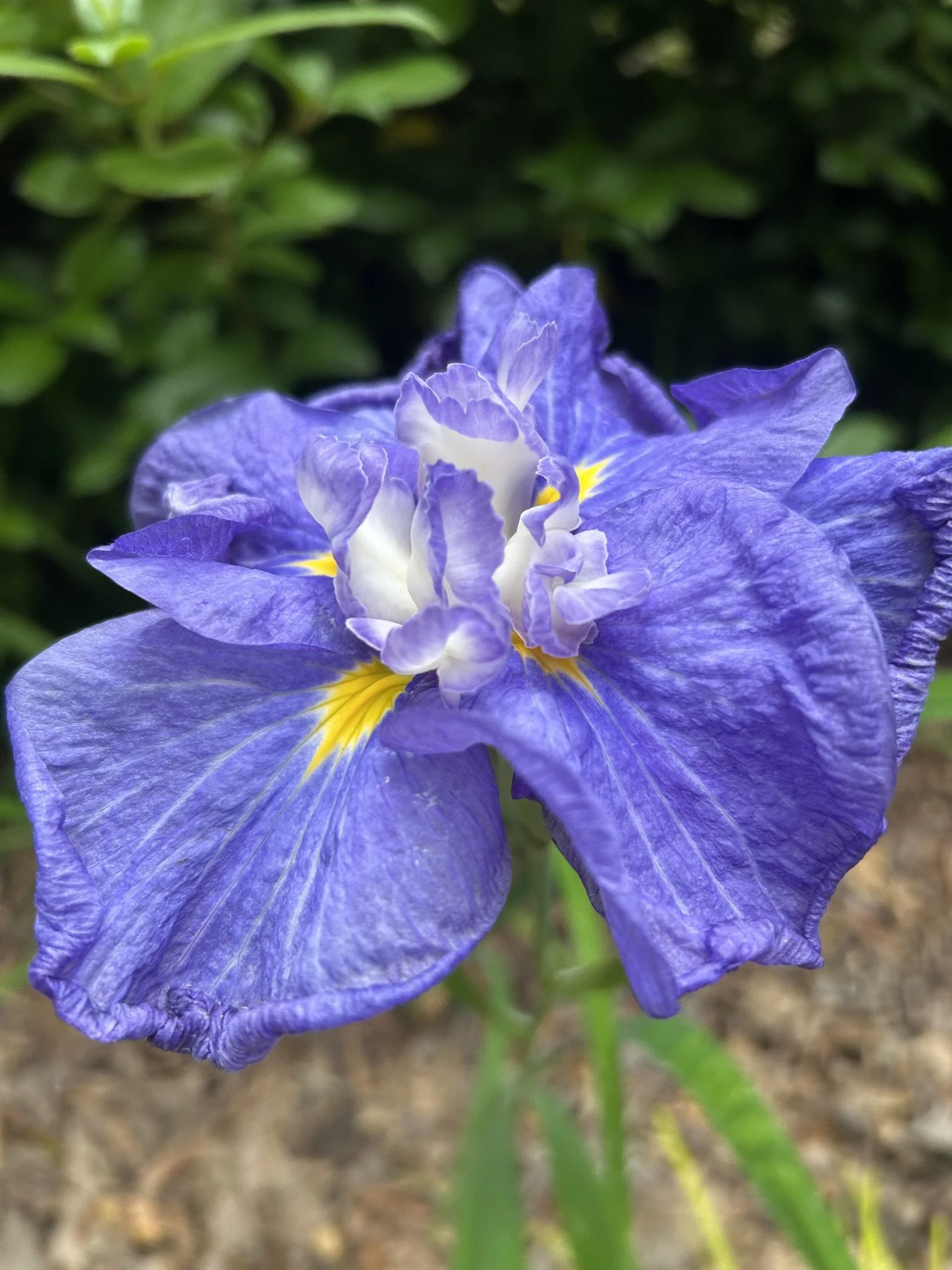 Iris — MapleWalk Garden
